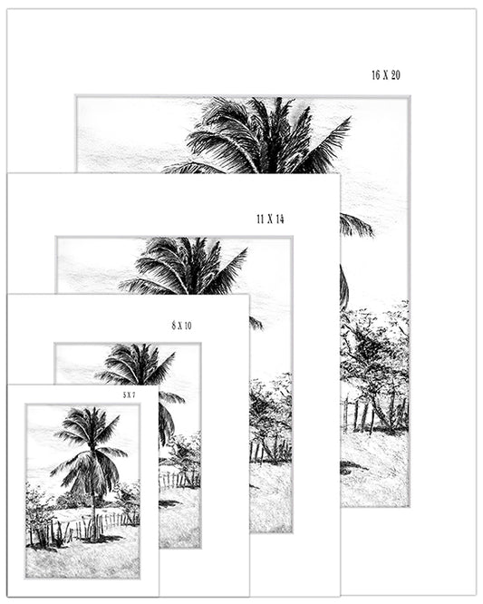 Palm Tree in Belize - Print