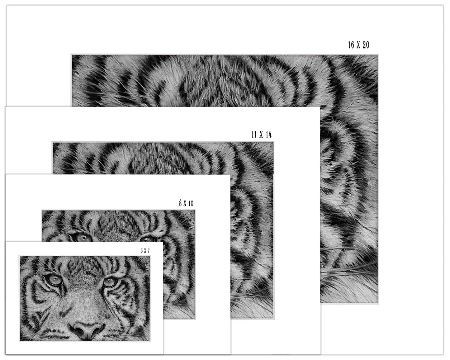 Tiger Eyes - Print