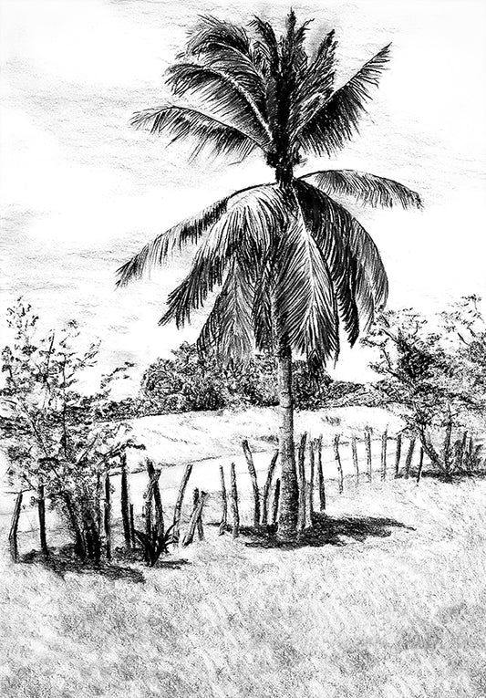 Palm Tree in Belize - Print