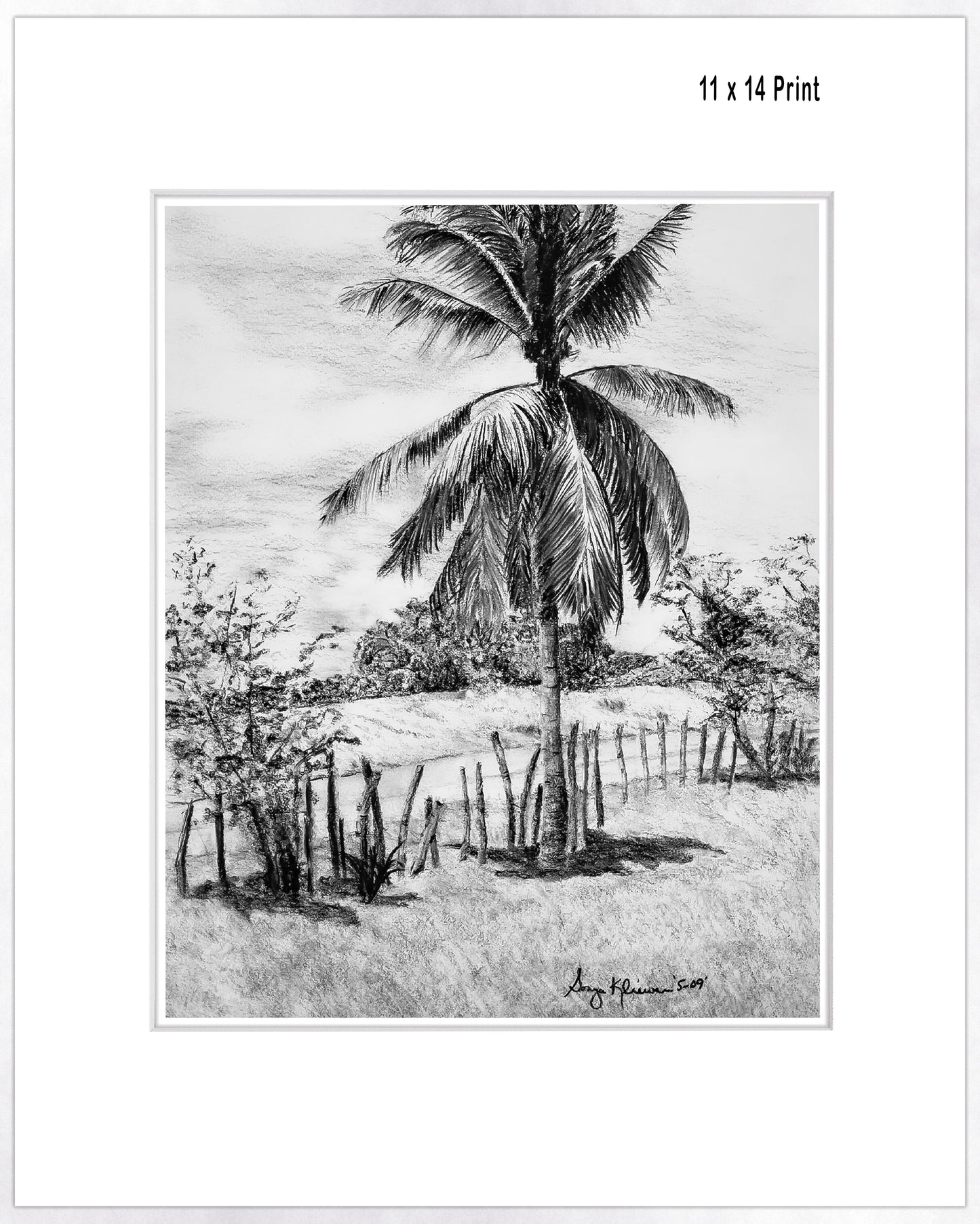 Palm Tree in Belize - Fine Art Paper Print