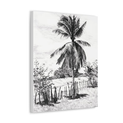 Palm Tree in Belize - Canvas Gallery Wrap Print