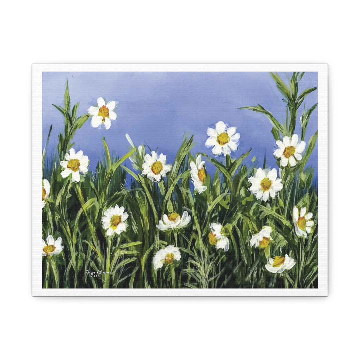 Wild Daisies - Canvas Gallery Wrap Print