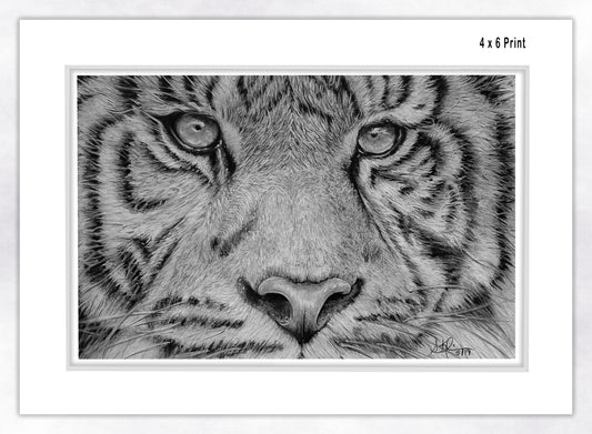 Tiger Face - Fine Art Paper Print