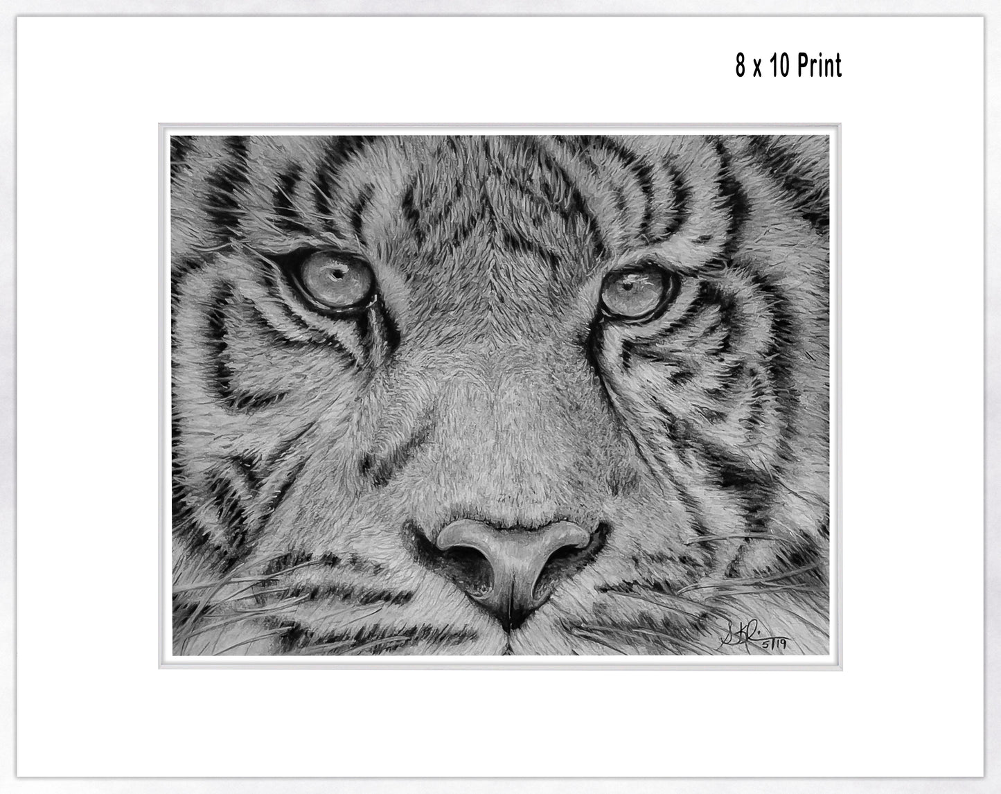 Tiger Face - Fine Art Paper Print