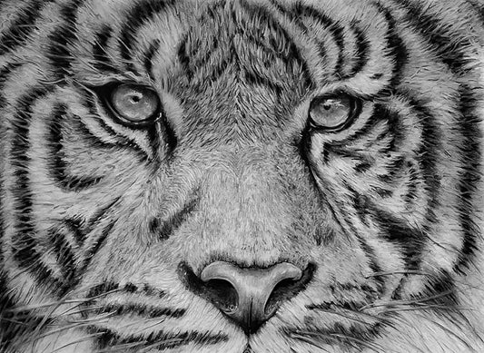 Free 5x7 Matted Print (4x6 Image) - Tiger Eyes