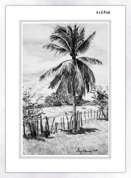 Palm Tree in Belize - Fine Art Paper Print